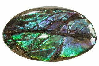 Flashy Ammolite (Fossil Ammonite Shell) - Greens & Purples #357626