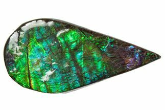 Flashy Ammolite (Fossil Ammonite Shell) - Greens & Purples #357627