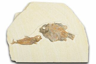 Plate of Two Fossil Fish (Priscacara & Knightia) - Wyoming #357642