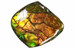 Huge Greenops Widderensis From Arkona (#4682) For Sale - FossilEra.com