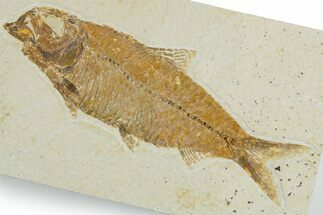 Detailed Fossil Fish (Knightia) - Wyoming #357658