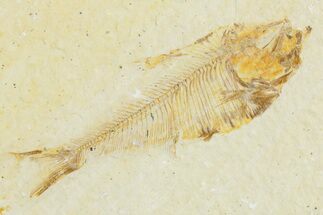 Juvenile Fossil Fish (Diplomystus) - Wyoming #357664