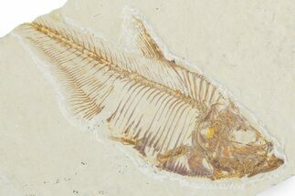 Bargain, Fossil Fish (Diplomystus) - Wyoming #357671