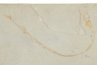 Fossil Needle Fish (Rhynchodercetis) and Shrimp - Lebanon #357679