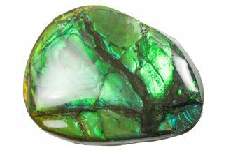 Iridescent Ammolite (Fossil Ammonite Shell) - Alberta #357509