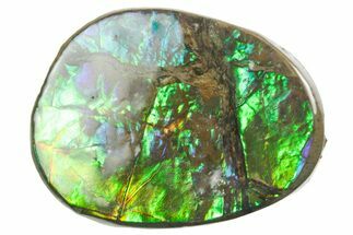 Iridescent Ammolite (Fossil Ammonite Shell) - Alberta #357516