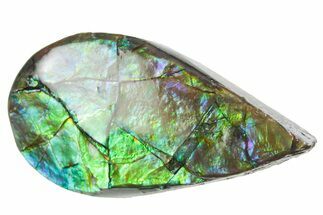 Iridescent Ammolite (Fossil Ammonite Shell) - Alberta #357518