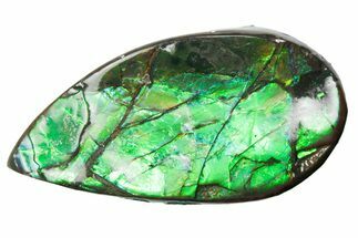 Iridescent Ammolite (Fossil Ammonite Shell) - Alberta #357520