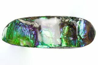 Iridescent Ammolite (Fossil Ammonite Shell) - Alberta #357523