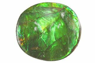Flashy Ammolite (Fossil Ammonite Shell) - Brilliant Greens #357538
