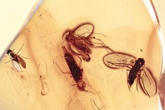 Fossil Moth Fly, Fungus Gnat, Fly, and Springtail in Baltic Amber #357700