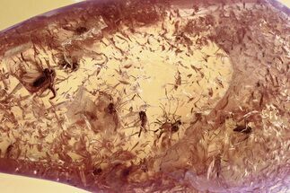 Detailed Fossil True Midge Swarm (Chironomidae) In Baltic Amber #357743