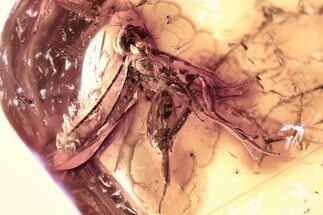 Detailed Fossil Parasitoid Wasp (Rogadinae) In Baltic Amber #357744