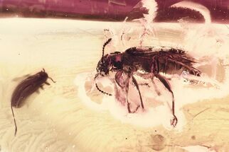 Detailed Fossil Beetle and Spiny Aphid Nymph in Baltic Amber #357750