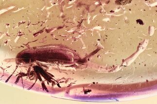 Fossil Female False Darkling Beetle (Abdera) in Baltic Amber #357754