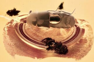 Detailed Fossil Rove Beetle (Aleocharinae) in Baltic Amber #357767