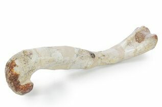 Dinosaur Fossils For Sale