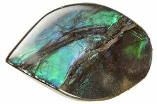 Iridescent Ammolite (Fossil Ammonite Shell) - Alberta #357400