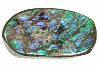 Iridescent Ammolite (Fossil Ammonite Shell) - Alberta #357408