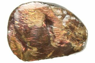Iridescent Ammolite (Fossil Ammonite Shell) - Alberta #357415