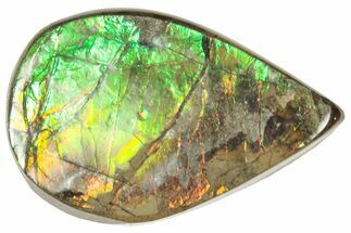 Iridescent Ammolite (Fossil Ammonite Shell) - Alberta #357433