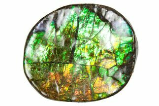 Flashy Ammolite (Fossil Ammonite Shell) - Greens & Oranges #357564