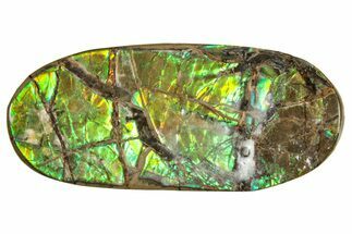 Flashy Ammolite (Fossil Ammonite Shell) - Greens & Oranges #357569