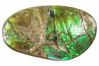 Flashy Ammolite (Fossil Ammonite Shell) - Brilliant Greens #357570