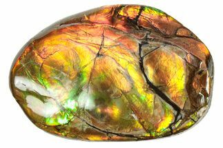 Flashy Ammolite (Fossil Ammonite Shell) - Rainbow Colored #357575