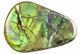 Flashy Ammolite (Fossil Ammonite Shell) - Greens & Yellows #357576