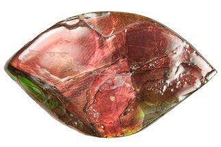 Flashy Ammolite (Fossil Ammonite Shell) - Brilliant Reds #357583