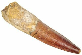 Fossil Spinosaurus Tooth - Real Dinosaur Tooth #357787