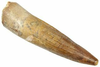 Fossil Spinosaurus Tooth - Real Dinosaur Tooth #357790