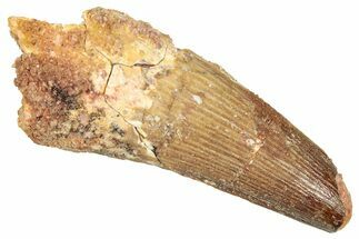Fossil Spinosaurus Tooth - Feeding Worn Tooth #357832