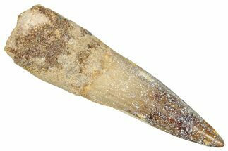 Fossil Spinosaurus Tooth - Nice Tip #357835