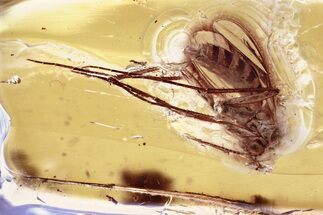 Detailed Fossil Fungus Gnat (Mycetophilidae) In Baltic Amber #357781