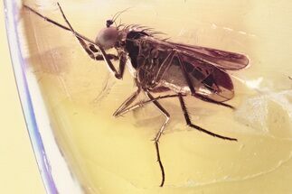 Detailed Fossil Long-Legged Fly (Dolichopodidae) in Baltic Amber #357784