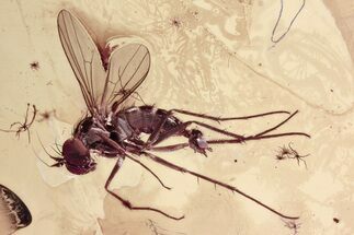 Detailed Fossil Long-Legged Fly (Dolichopodidae) in Baltic Amber #357798