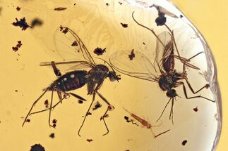 Two Fossil Fungus Gnats (Mycetophilidae) in Baltic Amber #357820