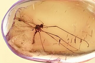 Fossil Crane Fly (Limoniidae) In Baltic Amber #357829
