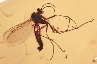 Detailed Fossil Fungus Gnat (Mycetophilidae) In Baltic Amber #357839