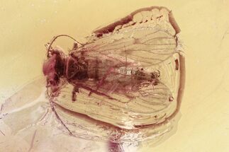 Detailed Fossil Barklouse (Psocodea) In Baltic Amber #357840