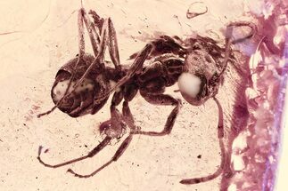 Detailed Fossil Ant (Formicidae) In Baltic Amber #357842