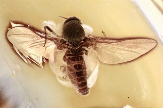 Detailed Fossil Black Fly (Simuliidae) In Baltic Amber - Spread Wings #357852