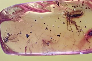 Fossil Dagger Fly and Fungus Gnats in Baltic Amber #357867