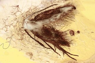 Detailed Fossil Moth (Lepidoptera) in Baltic Amber #357875