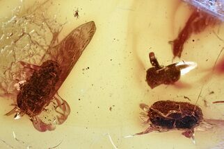 Fossil Insect Coprolites (Poop) in Baltic Amber #357888