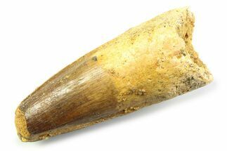 Fossil Spinosaurus Tooth - Real Fossil Tooth #357690