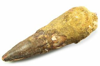 Fossil Spinosaurus Tooth - Real Fossil Tooth #357692