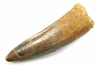 Fossil Spinosaurus Tooth - Real Dinosaur Tooth #357707